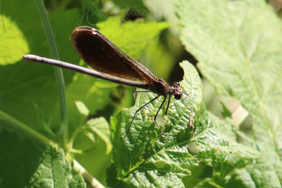 Calopteryx virgo - kisasszony-szitakötő
