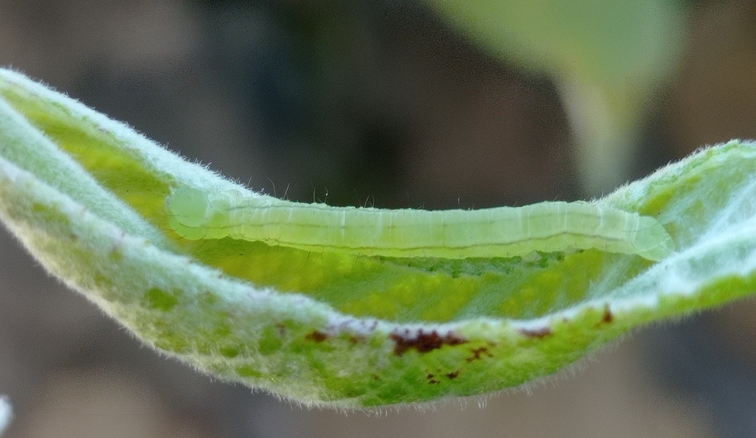 Scoliopteryx libatrix - vörös csipkésbagoly