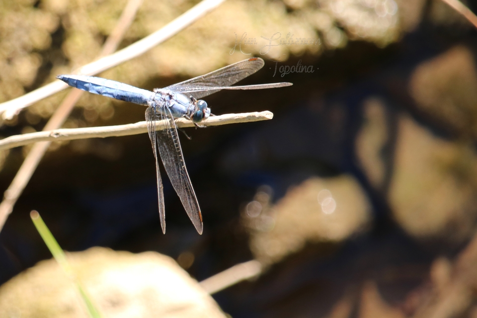 Orthetrum brunneum - pataki pásztorszitakötő