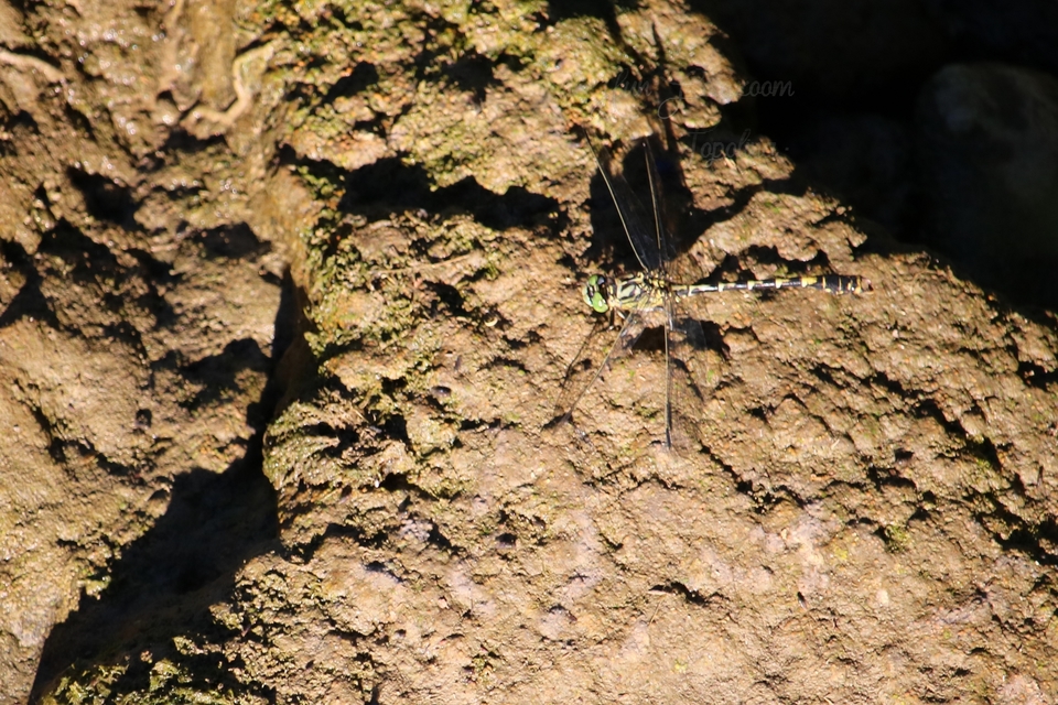 Onychogomphus forcipatus - gyűrűs folyami-szitakötő