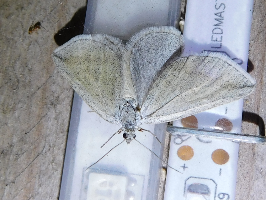 Lithostege griseata - szürke araszoló