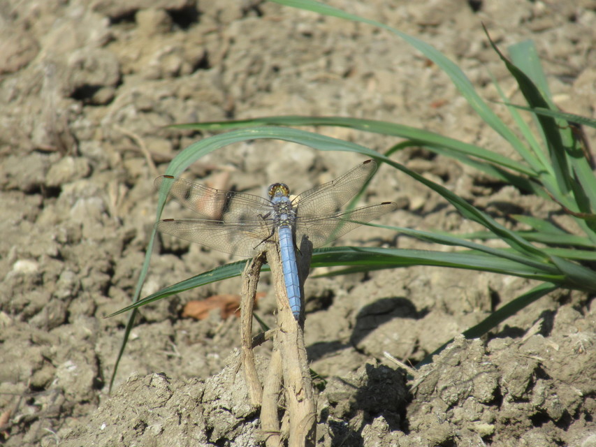 Orthetrum brunneum - pataki pásztorszitakötő