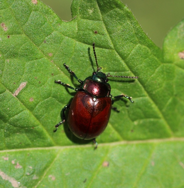 Chrysolina polita - réti mentalevelész