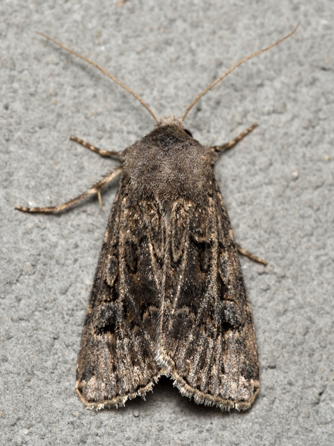 Agrotis bigramma - kétjegyű földibagoly