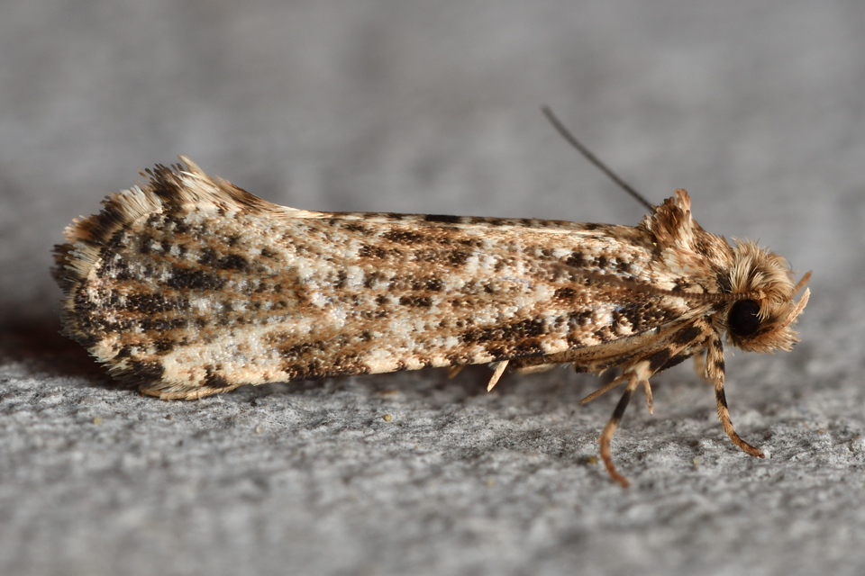 Morophaga choragella - közönséges óriásmoly