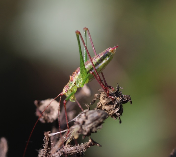 Leptophyes albovittata - közönséges virágszöcske