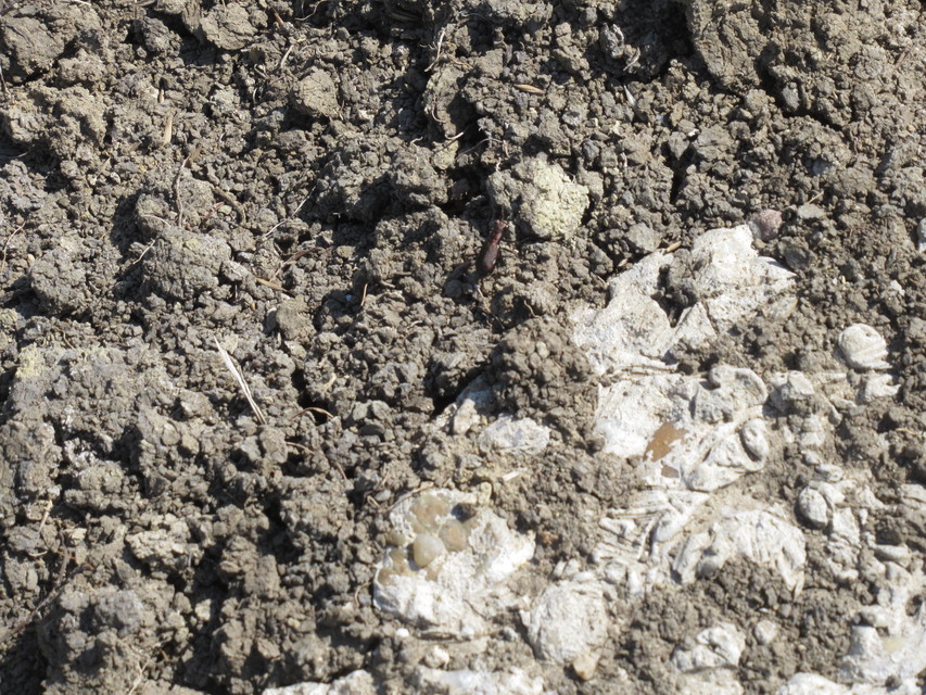 Cylindera germanica - parlagi homokfutrinka