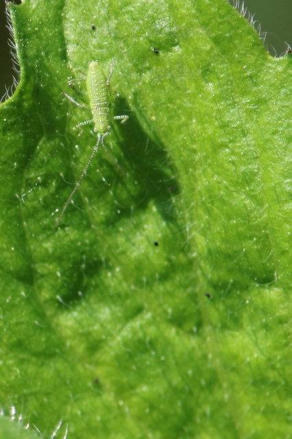 Leptophyes
