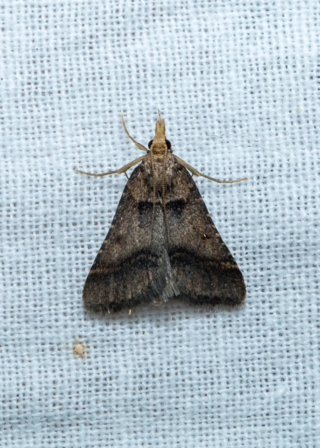 Stemmatophora brunnealis - barna fényilonca
