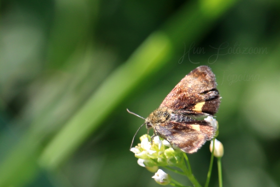 Panemeria tenebrata - apró sárgabagoly