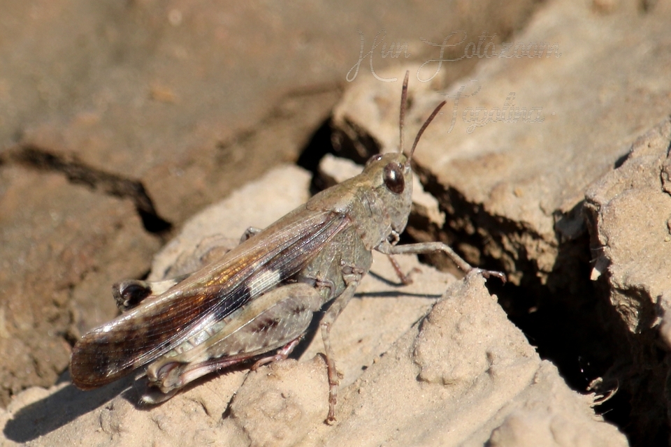 Aiolopus strepens - déli áttelelősáska
