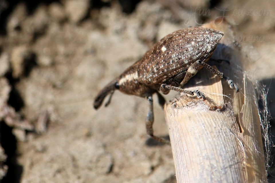 Lepyrus palustris - kétpettyes fűzormányos