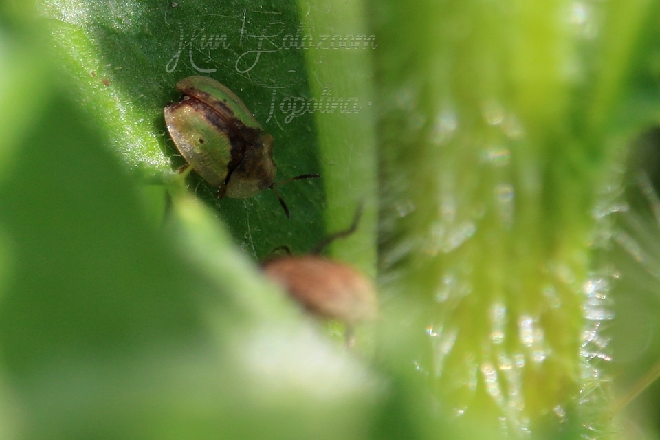 Cassida Cassida