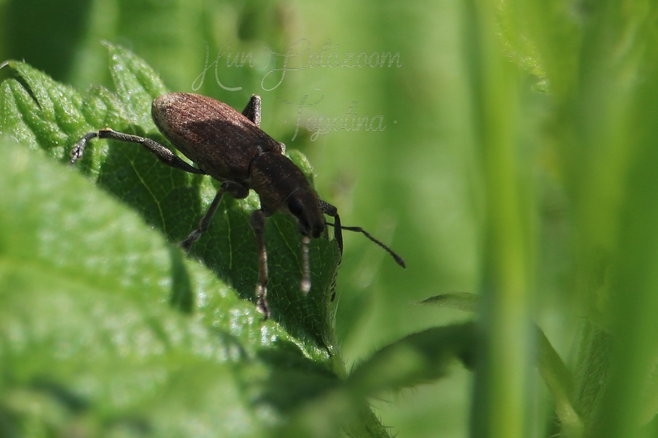 Tanymecus palliatus - közönséges hegyesfarúbarkó