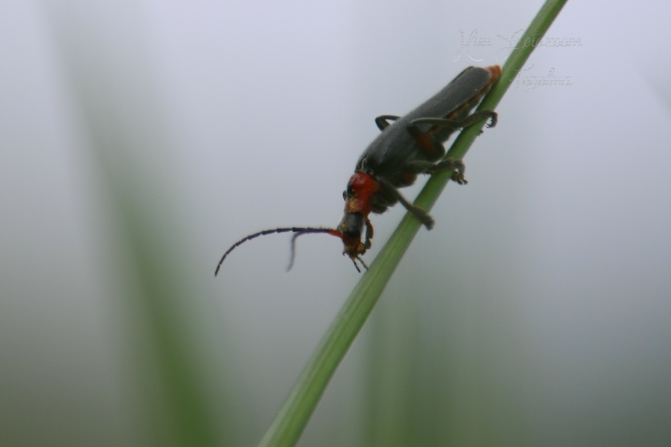 Cantharis rustica - suszterbogár