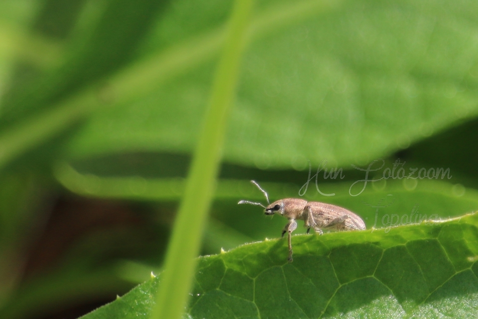Tanymecus palliatus - közönséges hegyesfarúbarkó