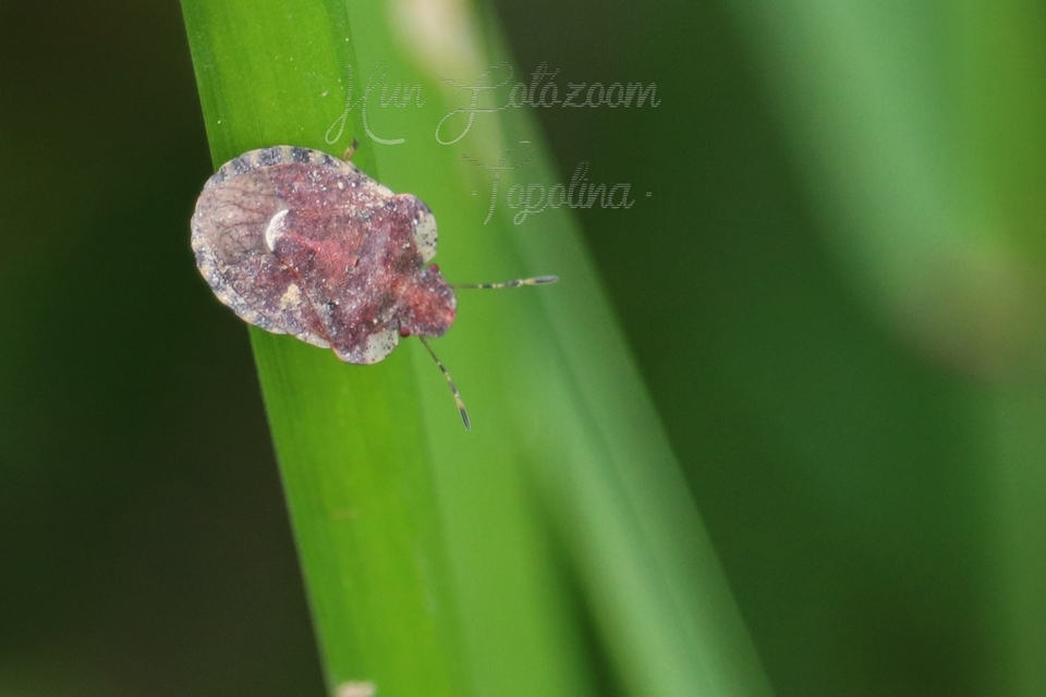 Dyroderes umbraculatus Dyroderes umbraculatus