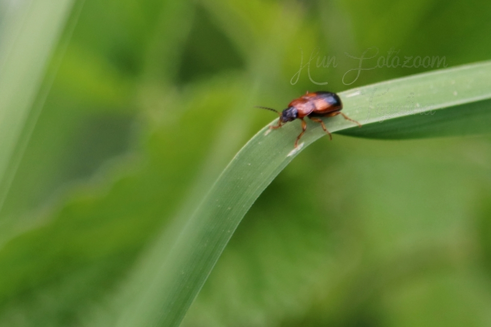 Stenolophus teutonus - nagyfoltos turzásfutó