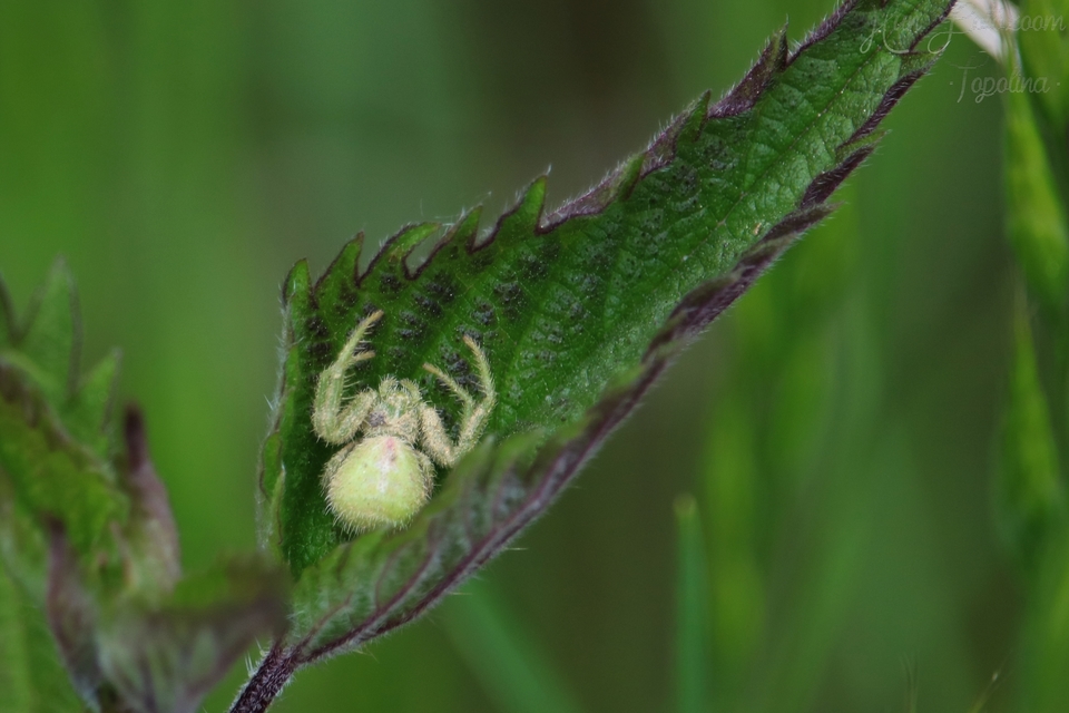 Heriaeus graminicola/hirtus
