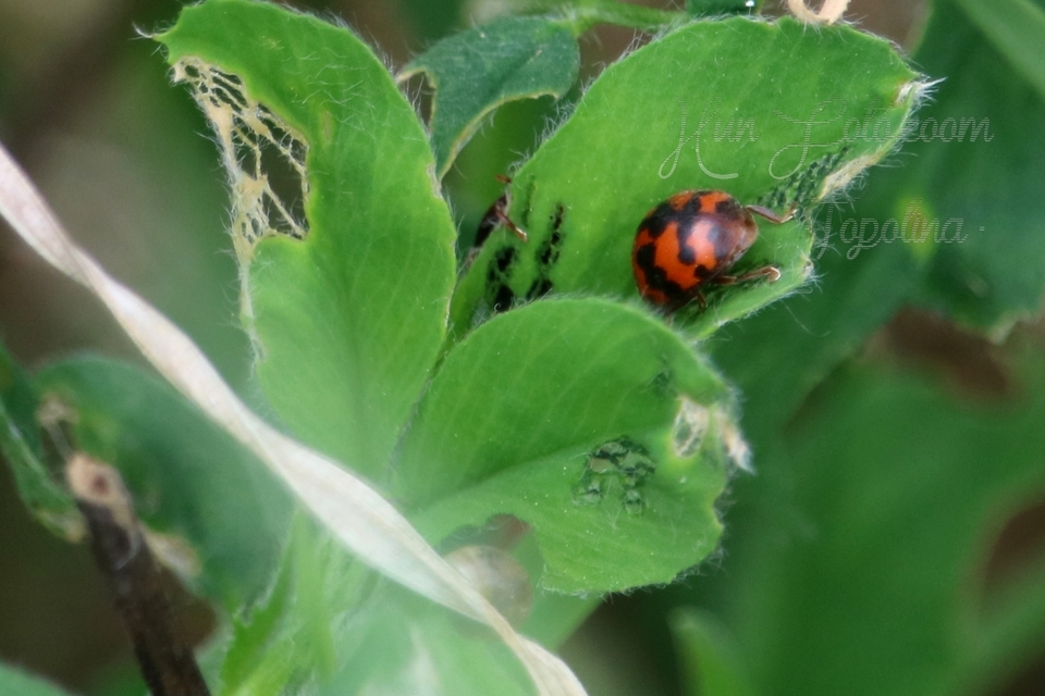 Subcoccinella vigintiquatuorpunctata - lucernaböde