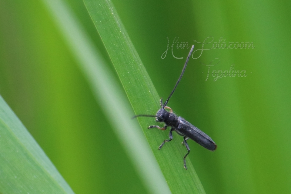 Phytoecia cylindrica - medvelapucincér