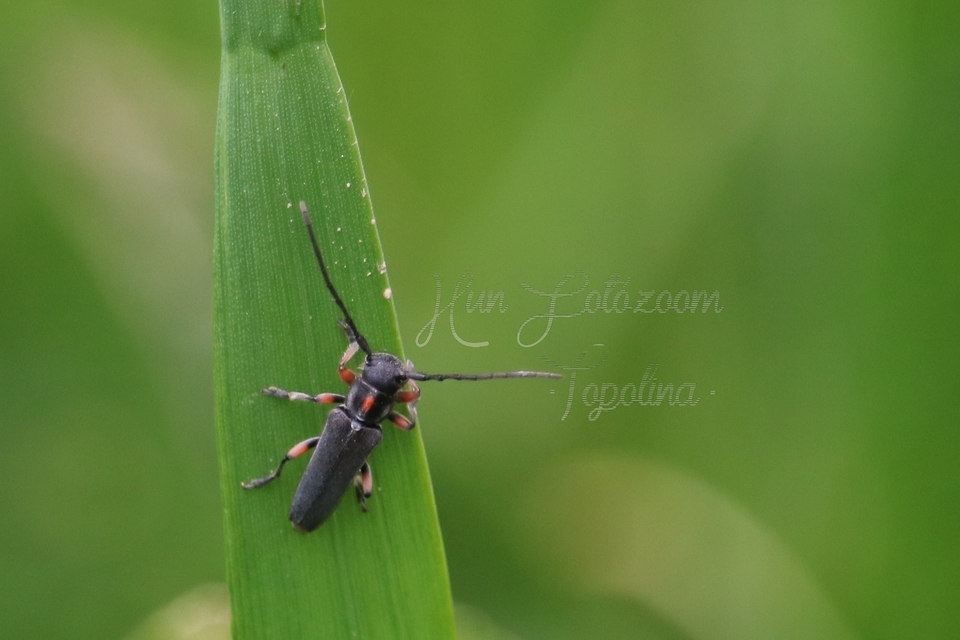 Phytoecia pustulata - parányi fűcincér