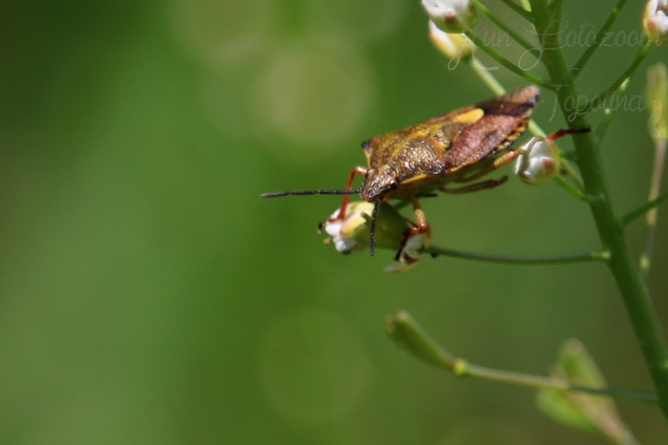Carpocoris Carpocoris