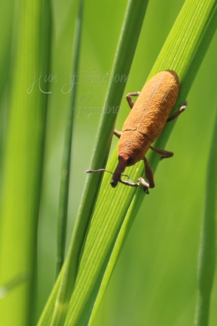 Lixus bardanae - lórom-dudvabarkó