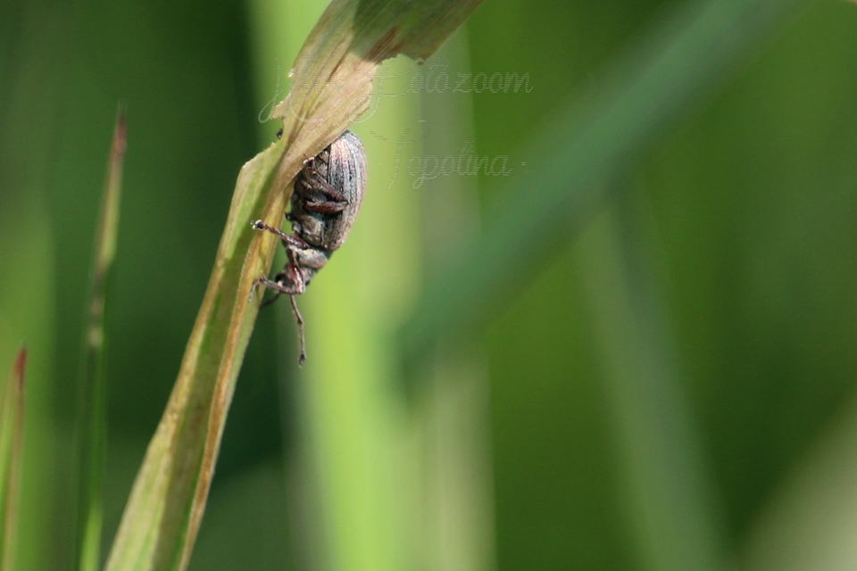 Phyllobius pyri - gyümölcsfa-levélormányos