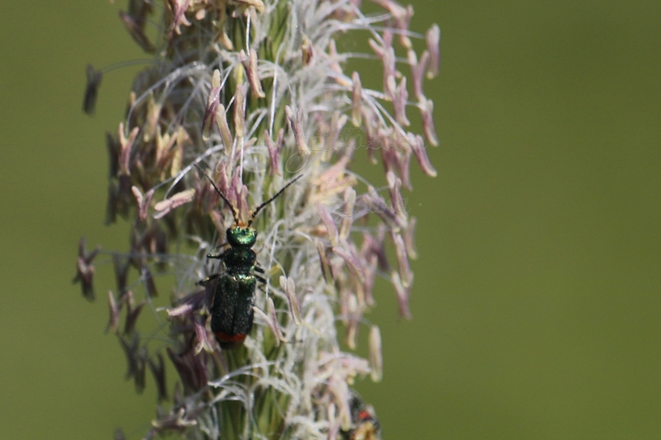 Malachius bipustulatus - kétfoltos bibircsesbogár