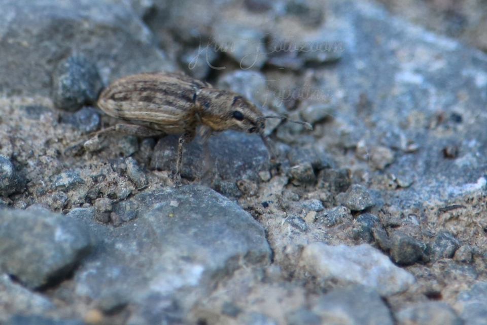 Tanymecus