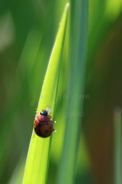 Cynegetis impunctata - pázsitfűböde
