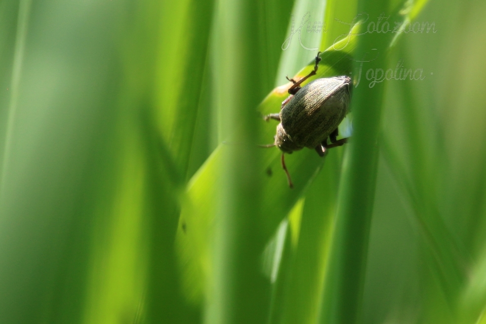 Phyllobius pyri - gyümölcsfa-levélormányos
