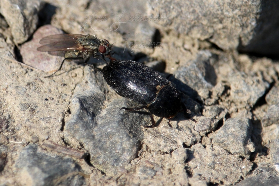 Dermestes laniarius - gyászos porva Dermestes laniarius - gyászos porva
