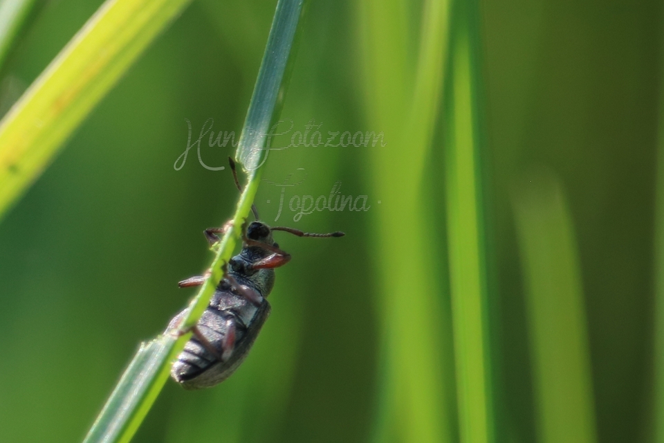 Phyllobius pyri - gyümölcsfa-levélormányos