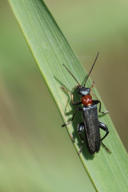 Oedemera croceicollis - pirostorú álcincér