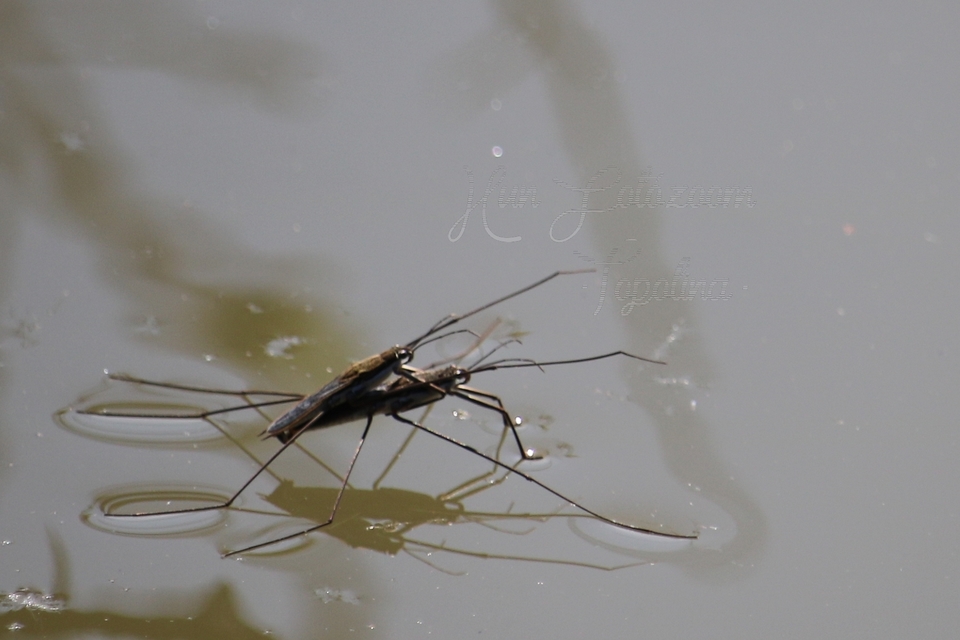 Gerridae - molnárpoloskák