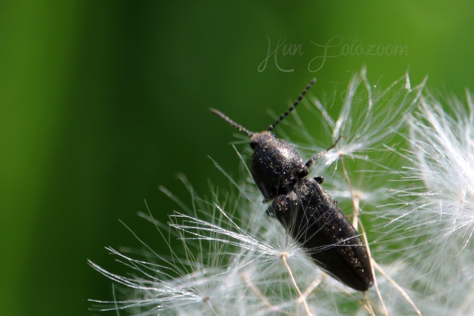 Cidnopus pilosus - szőrös pattanó