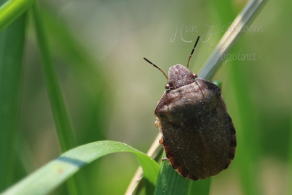 Eurygaster Eurygaster