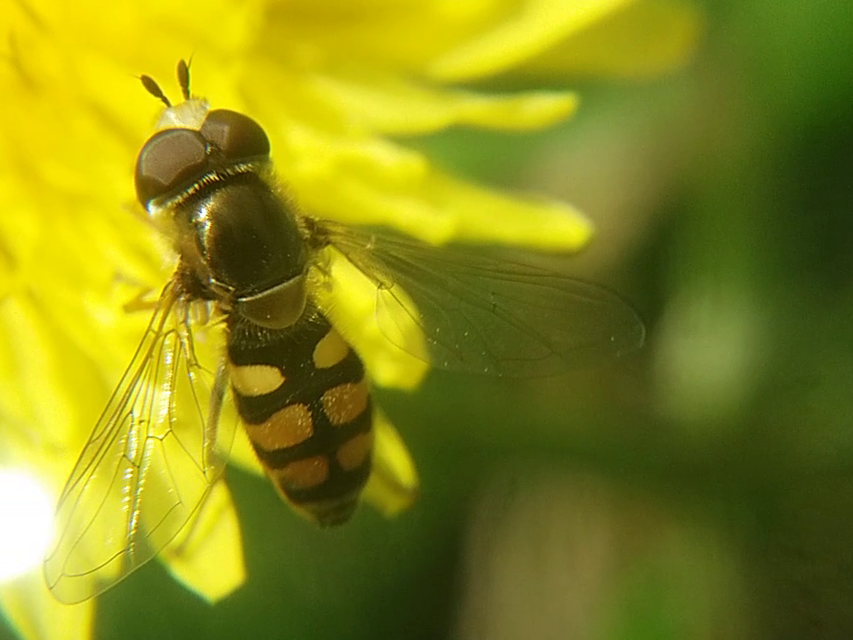 Eupeodes