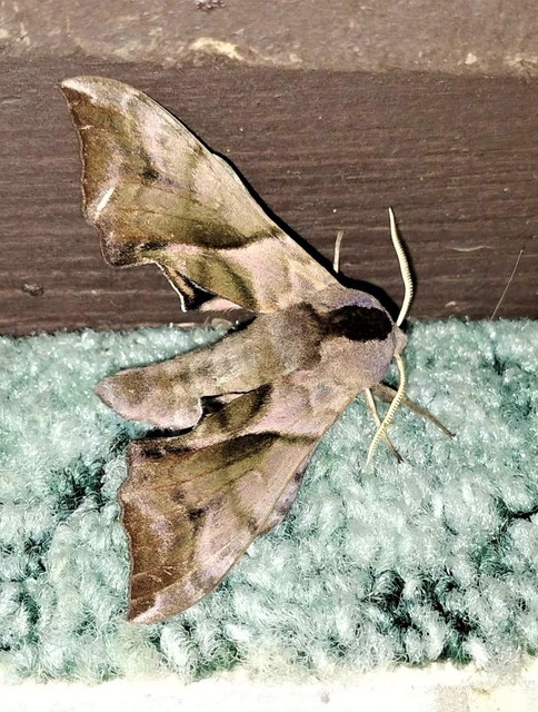 Smerinthus ocellatus - esti pávaszem