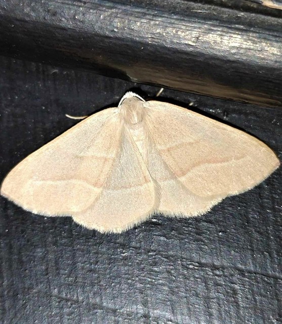 Hylaea fasciaria - erdeifenyő-sávosaraszoló