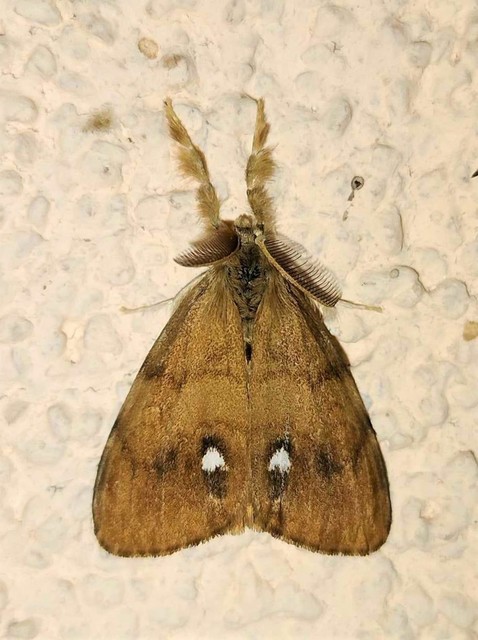 Orgyia antiqua - rozsdabarna kisszövő