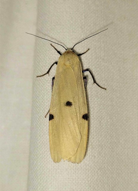 Lithosia quadra - négypettyes zuzmószövő