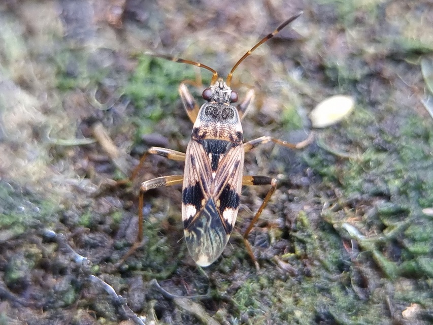 Beosus maritimus - homoki bodobács