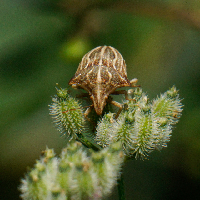 Ancyrosoma leucogrammes - vállas poloska