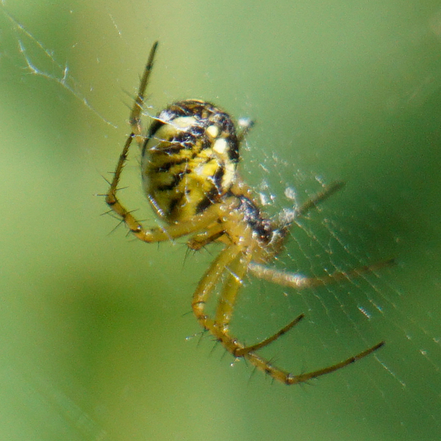 Mangora acalypha - réti keresztespók