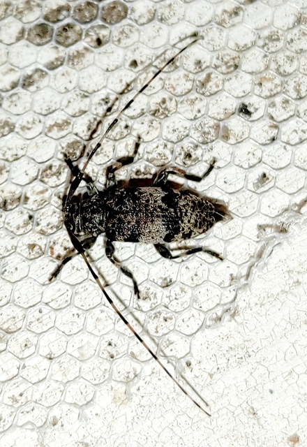 Leiopus nebulosus - öves gesztcincér