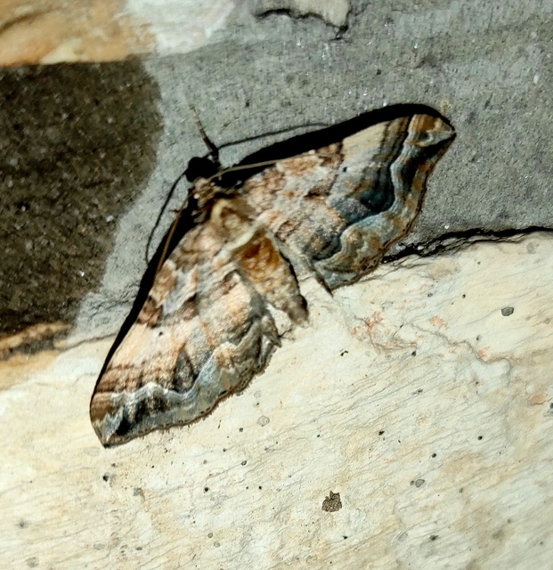 Pelurga comitata - nagy tarkaaraszoló
