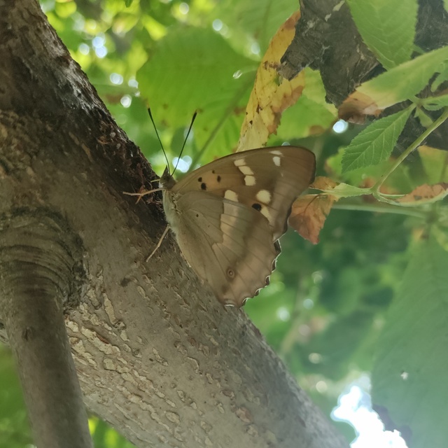 Apatura ilia - kis színjátszólepke